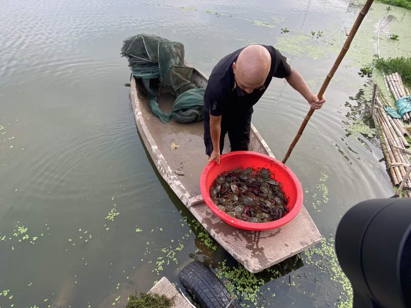 湖北洪湖清水大闸蟹青壳白底塘口直供支持混批