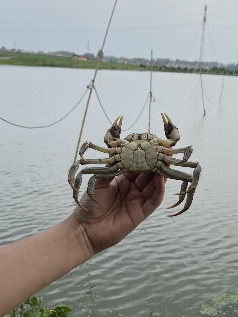 湖北洪湖清水大闸蟹青壳白底塘口直供支持混批