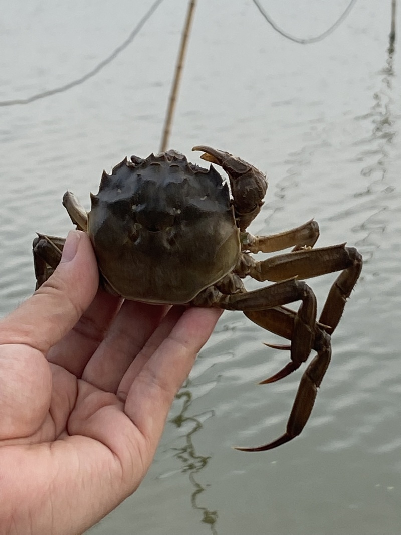 湖北洪湖清水大闸蟹青壳白底塘口直供支持混批