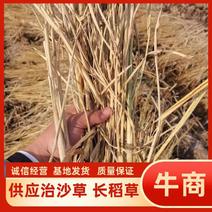稻草，治沙草，节段草，草厂一手货源，扎断大方包小方包