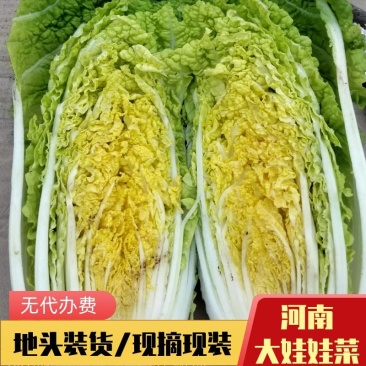 娃娃菜/大娃娃菜/地头发货新鲜上市/无代办费量大从优