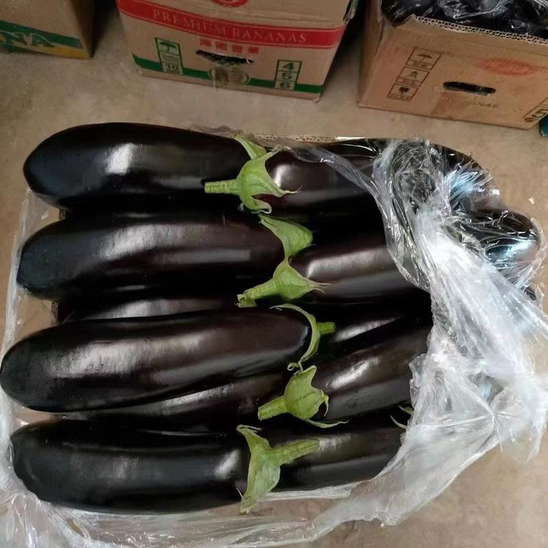 精品黑宝长茄紫茄货源充足价格优惠产地直发质量保证