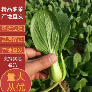 【热卖】油菜精品上海青产地直发品质保证全国发货