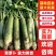 青萝卜山东潍坊青萝卜水果萝卜现拔现发青茬实力供货