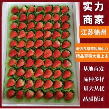 【热销中】宁玉峰草莓果大色泽红艳含糖量高欢迎老板选购