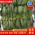 【热卖】山东大叶菠菜产地直发可视频看货欢迎选购