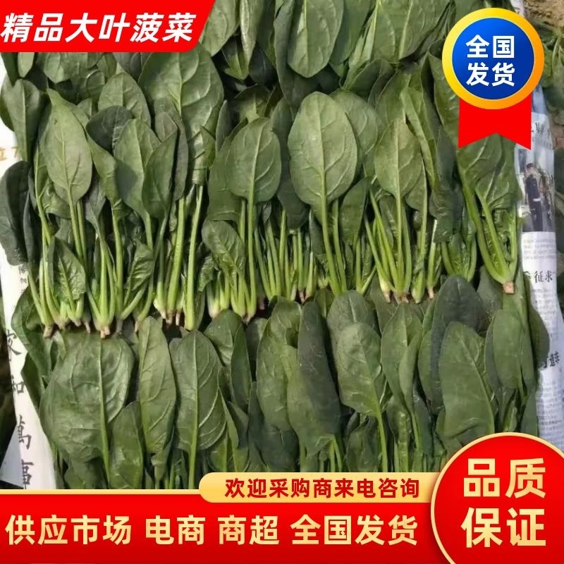 【热卖】山东大叶菠菜产地直发可视频看货欢迎选购