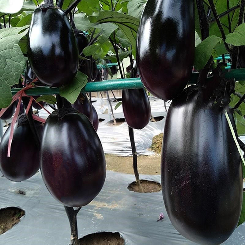 特大紫茄王种子高产紫茄子种子中晚熟果实大籽少果皮紫