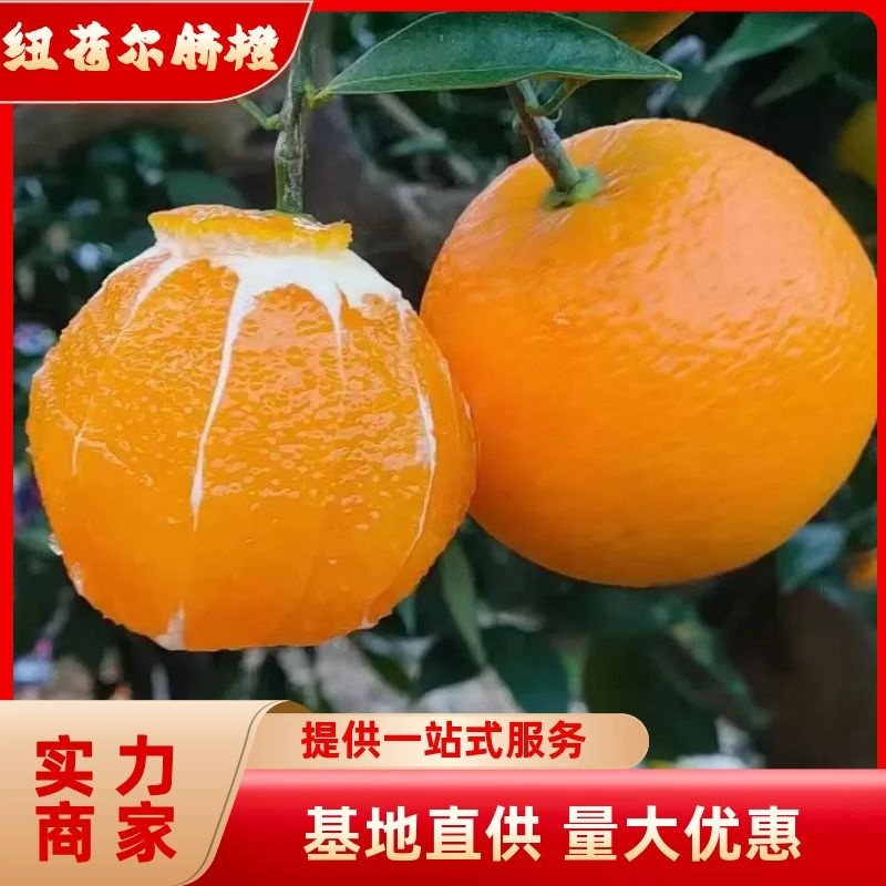 【实力】橙子纽荷尔产地一手货源现采现发一站式服务