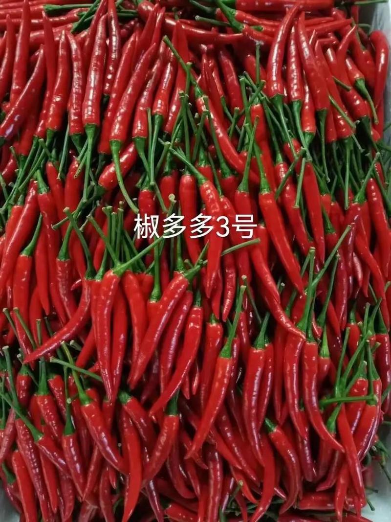 【小米椒】广西精品小米椒朝天椒基地直发对接市场