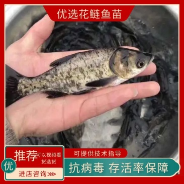 花鲢鱼鱼苗大小规格齐全送货上门抗病毒存活率保