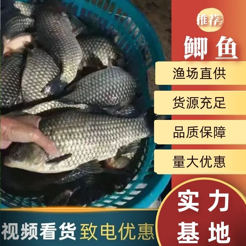 鲫鱼大小规格齐全提供养殖技术基地直发免费送货上