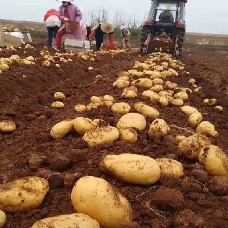 【产地货源】围场土豆批发沃土V7希森黄心白心土豆规格齐全价低