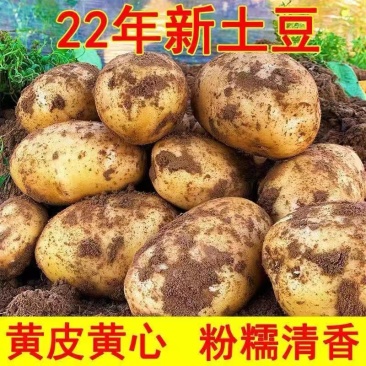 【实力代办】围场土豆产地一手货源V7希森黄皮品种齐全对接超市