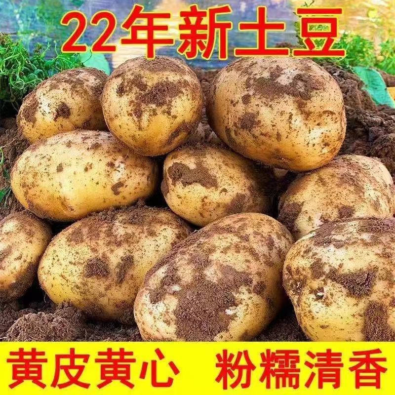 【实力代办】围场土豆产地一手货源V7希森黄皮品种齐全对接超市