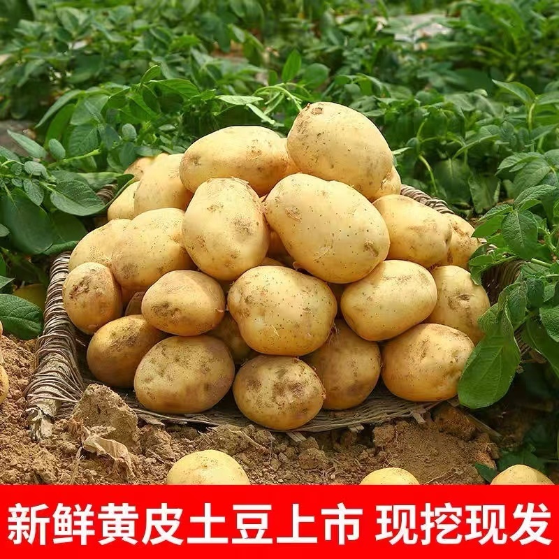 【实力代办】围场土豆产地一手货源V7希森黄皮品种齐全对接超市
