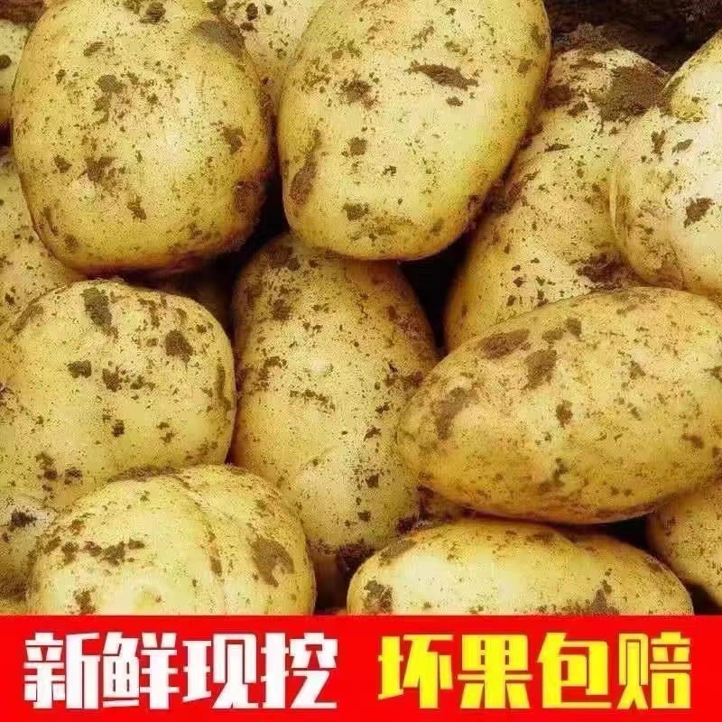 【实力代办】围场土豆产地一手货源V7希森黄皮品种齐全对接超市