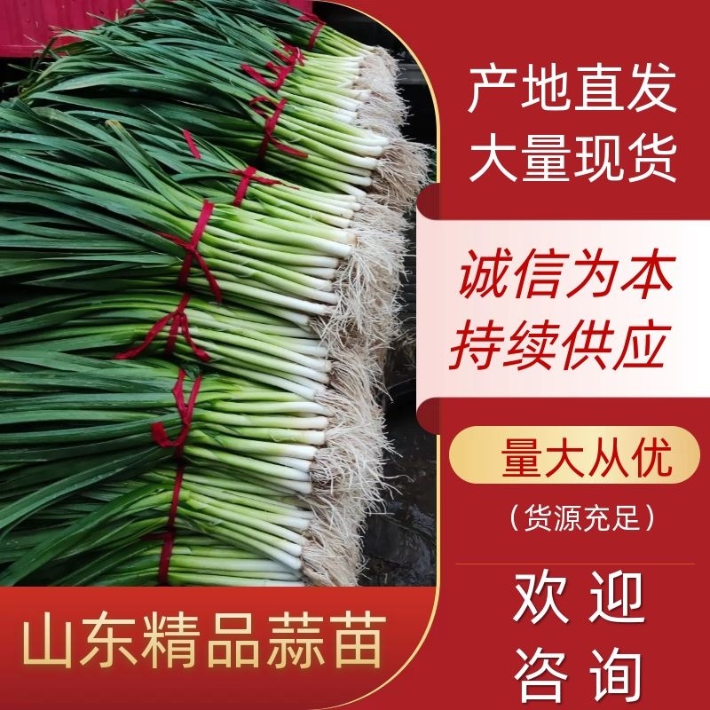 【蒜苗】山东白根蒜苗扒皮白皮蒜苗大量上市产地直发