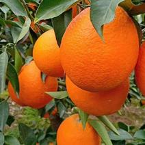 精品长虹脐橙橙子货源充足价格稳定，现摘现发欢迎咨询选购