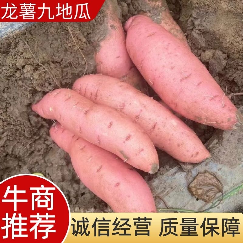 【牛商推荐】龙薯九地瓜，红薯，大量有货，欢迎采购下单