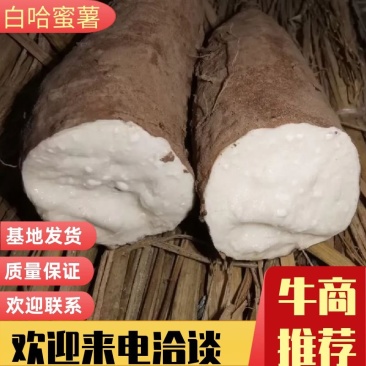 【推荐】白哈蜜薯，蜜薯，基地发货，量大从优，一手货源