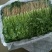 精品优质香菜基地直供一手货源品质保证诚信经营