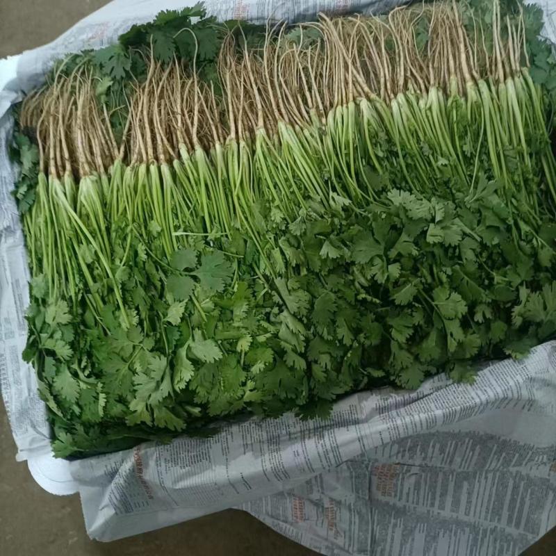 精品优质香菜基地直供一手货源品质保证诚信经营