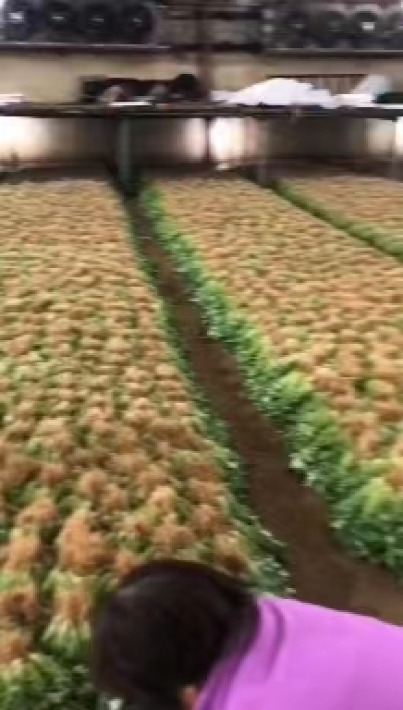 精品优质香菜基地直供一手货源品质保证诚信经营