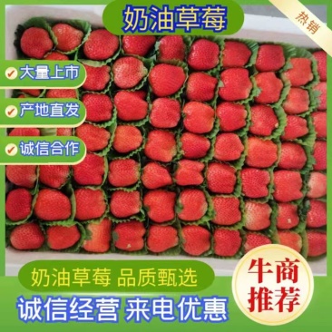 江苏徐州草莓大量上市欢迎新老顾客前来共同发财！
