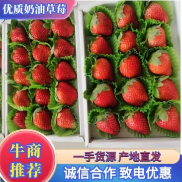 优质宁玉草莓大量上市欢迎新老顾客前来共同发财