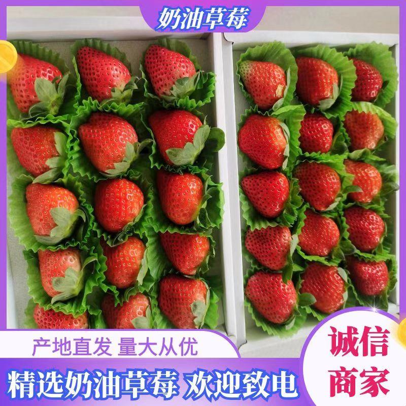 江苏徐州奶油草莓即将大量上市，欢迎新老客户光临共同发财
