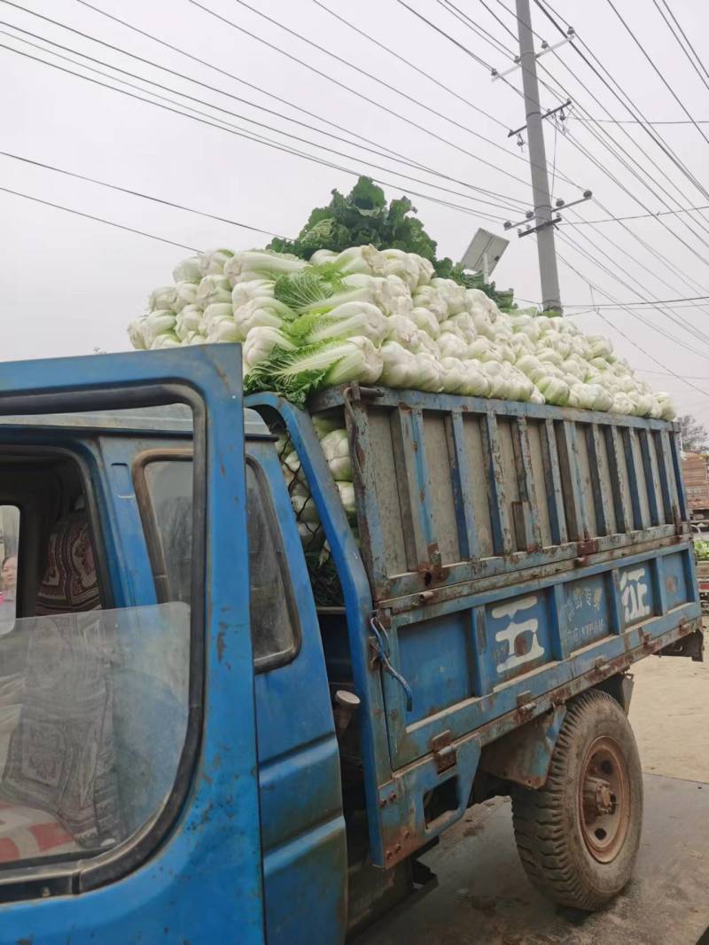 北京新三号大白菜，玲珑黄心大白菜产地直供