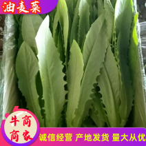 【油麦菜】辽宁油麦菜大量供应可视频欢迎咨询