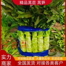 莴笋尖叶莴笋红叶香莴苣产地直发欢迎需要的老板来电合作