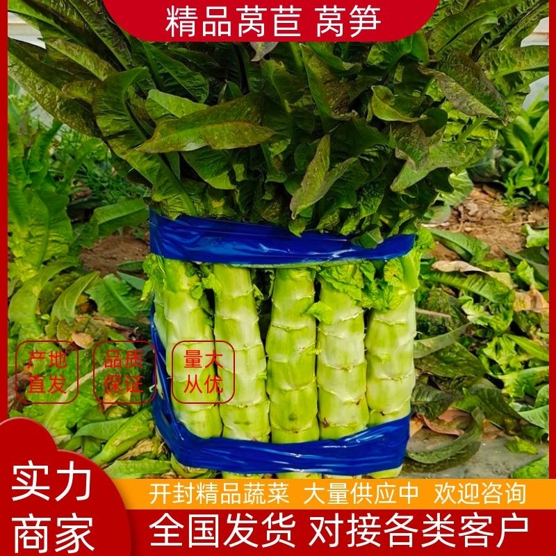 莴笋尖叶莴笋红叶香莴苣产地直发欢迎需要的老板来电合作