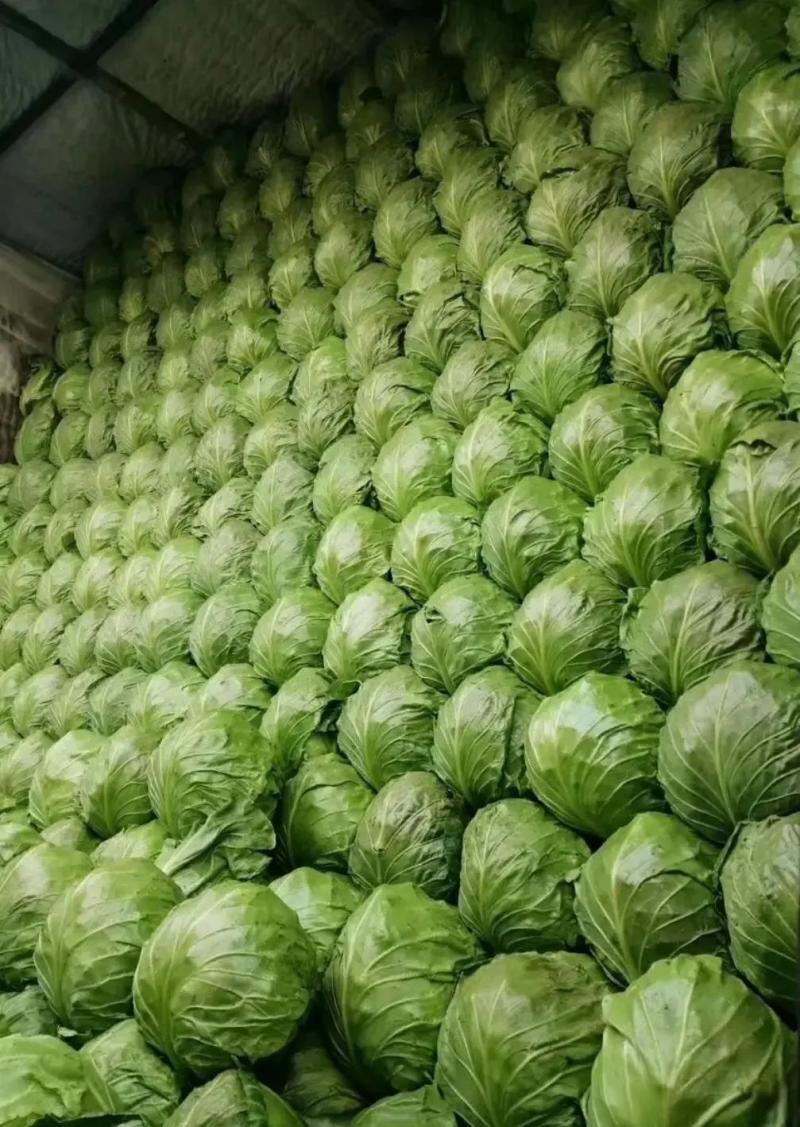 甘蓝精品包菜专业原产地发货口感清脆大量货源视频看货等您来电