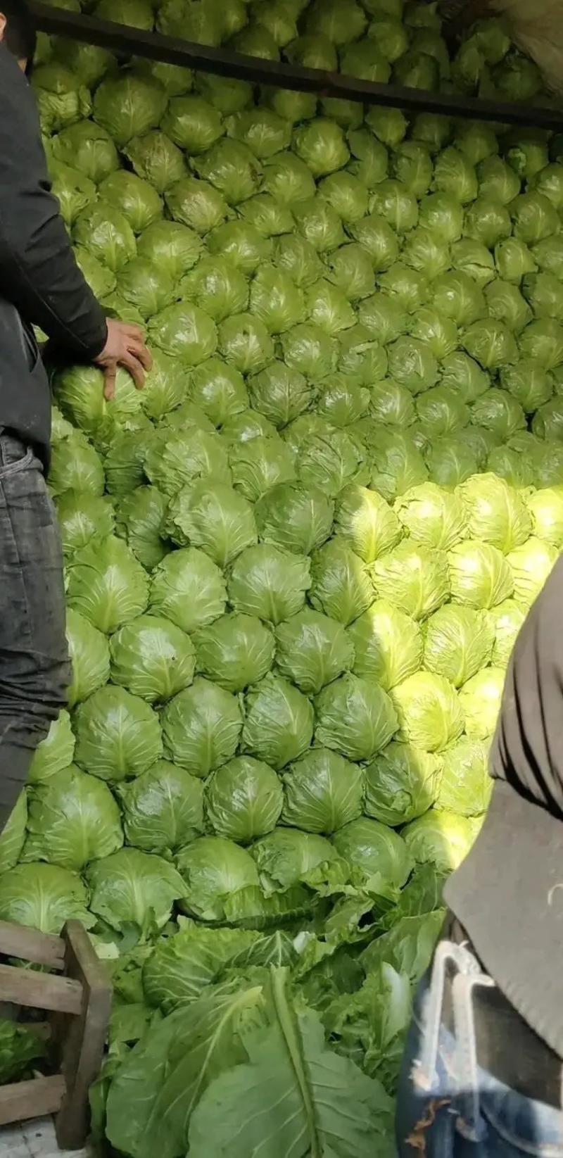 甘蓝精品包菜专业原产地发货口感清脆大量货源视频看货等您来电