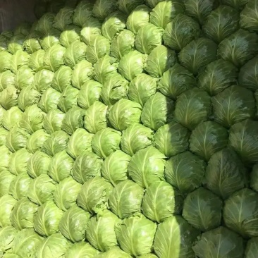 甘蓝精品包菜专业原产地发货口感清脆大量货源视频看货等您来电