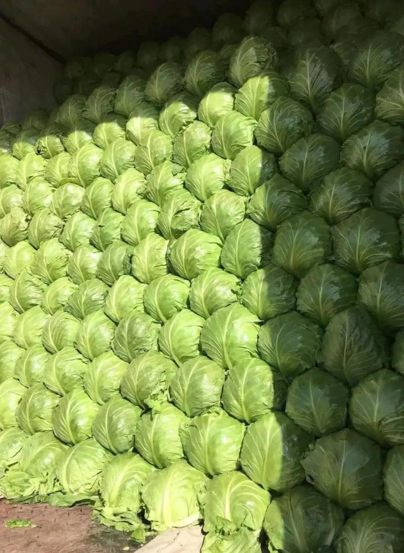 甘蓝精品包菜专业原产地发货口感清脆大量货源视频看货等您来电