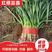 红根蒜苗，萧县产地一手货源，量大从优，价格美丽，欢迎采购
