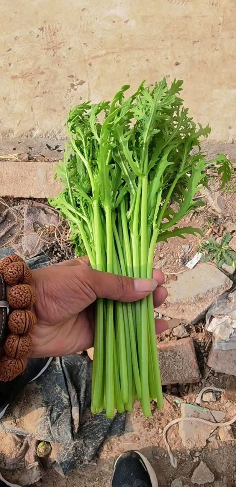 【精品】茼蒿大量出售，长期供应，保质保量欢迎来电咨询