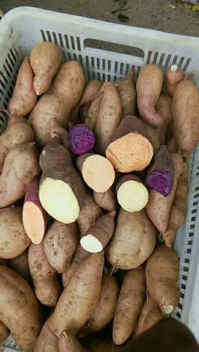 精品红薯烟薯产地直发品质保证欢迎咨询合作