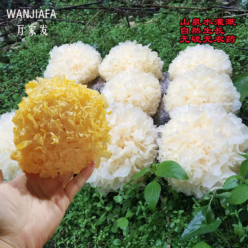包邮古田银耳干货批发一件代发量大