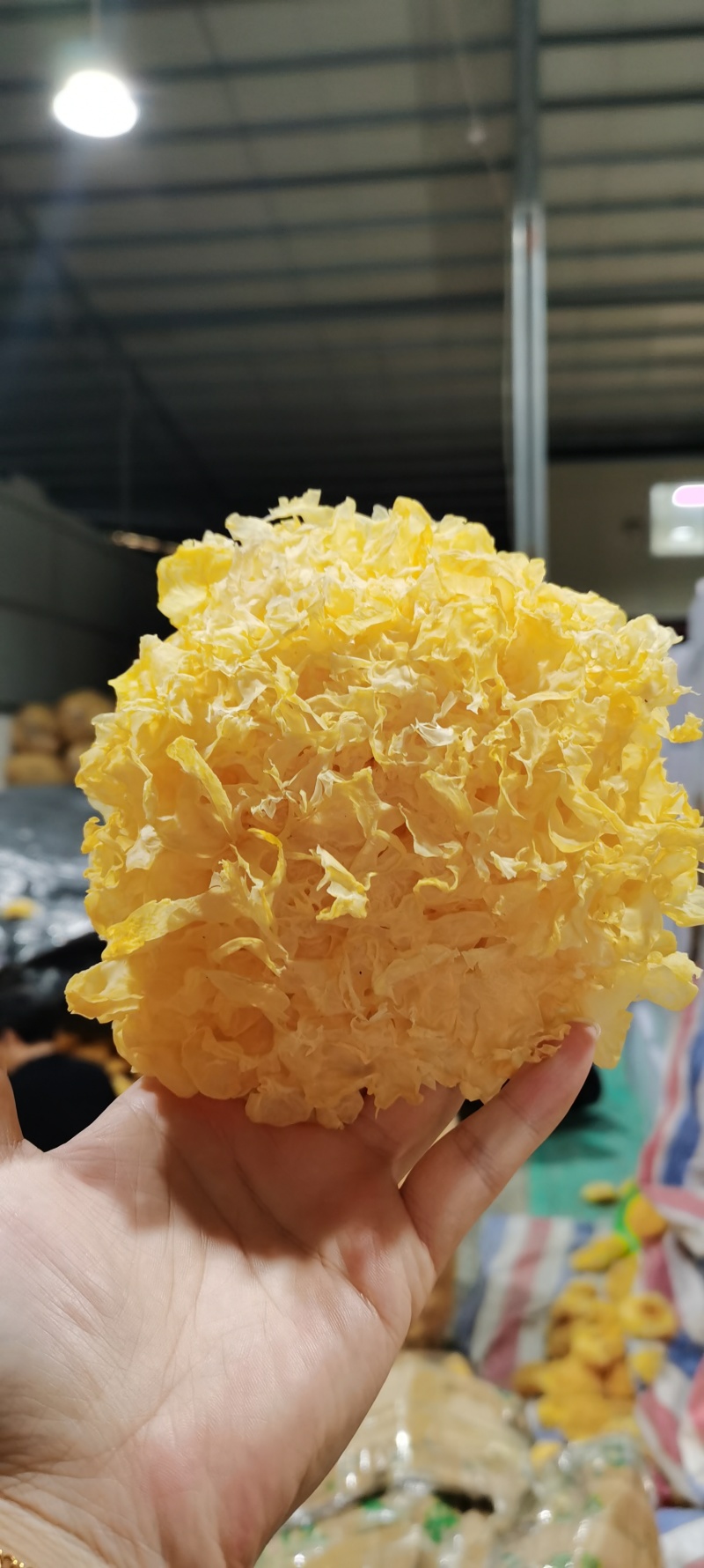 包邮古田银耳干货批发一件代发量大