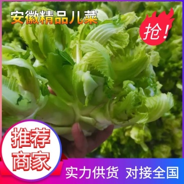 低价货源儿菜大量出货价格实惠菜品相好全国走货请来电