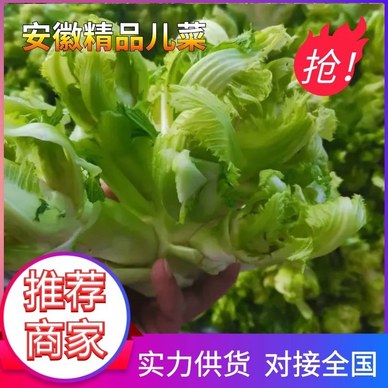 低价货源儿菜大量出货价格实惠菜品相好全国走货请来电