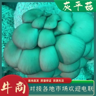 灰平菇，基地直供，货源充足，质量好，价格优惠，欢迎采购