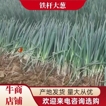 南阳大葱铁杆大葱净葱毛葱货量充足规格齐全可视频看货