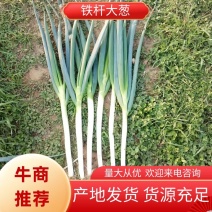 铁杆大葱南阳大葱货量充足，粗细分拣，规格大小齐全，可视频