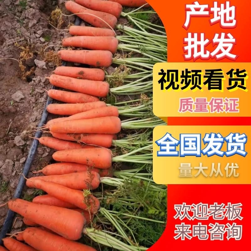 【推荐】三红胡萝卜三两以上10厘米以上带土水洗可视频看货